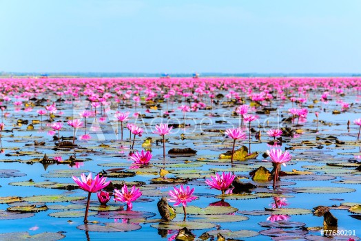 Bild på Sea of pink lotus in Udon Thani Thailand unseen in Thailand